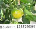 Tomatoes before ripe 128529394