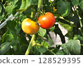 Tomatoes before ripe 128529395