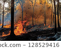 Forest fire with burning dry grass and trees in woodland area, thick smoke and bright flames during natural disaster 128529416