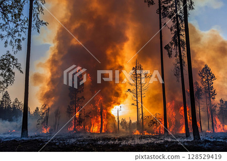Forest fire with burning dry grass and trees, intense flames and thick smoke rising in woodland area, natural disaster and environmental destruction 128529419