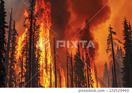 Burning forest during strong wildfire in Yellowstone National Park, Wyoming with thick smoke and intense flames Burning forest during strong wildfire in Yellowstone National Park, Wyoming with thick smoke and intense flames 128529460
