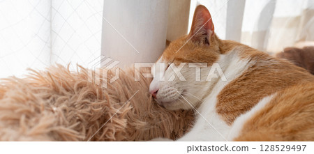 Sleeping cat brown tiger white Sleeping cat brown tiger white 128529497
