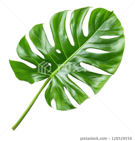 Monstera green fresh leaf isolated on white background transparent PNG clipart. 128529558
