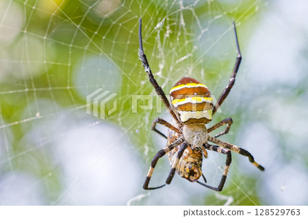 蜘蛛蜘蛛 蜘蛛蜘蛛 128529763