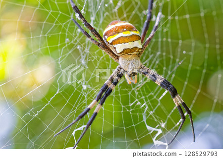 Araneidae 128529793