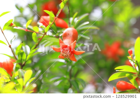 姬櫻的花和果實 128529901