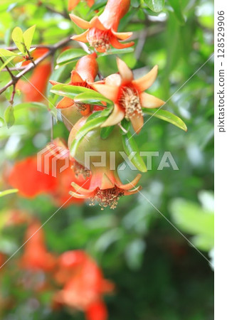 Flowers and fruits of the pomegranate (Korean pomegranate) Flowers and fruits of the pomegranate (Korean pomegranate) 128529906