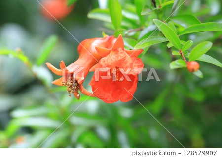 姬櫻的花和果實 128529907