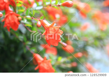 Flowers and fruits of the pomegranate (Korean pomegranate) 128529909