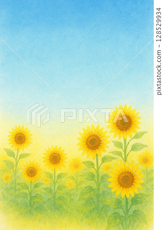 Summer background material with blue sky and sunflower field 128529934