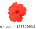 Impatiens walleriana Flower PNG Transparent Background. 128529938