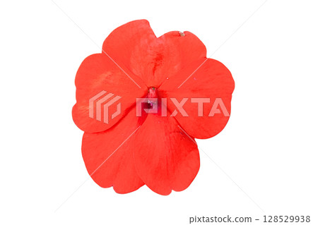 Impatiens walleriana Flower PNG Transparent Background. Impatiens walleriana Flower PNG Transparent Background. 128529938