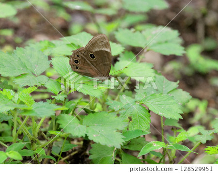 Nymphalidae (female) Big-tailed Flycatcher resting on a green leaf 128529951