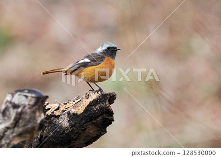 賈維塔基先生 128530000