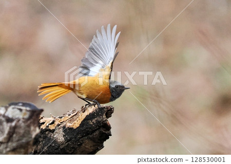 賈維塔基先生 128530001