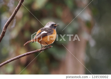 賈維塔基先生 賈維塔基先生 128530002