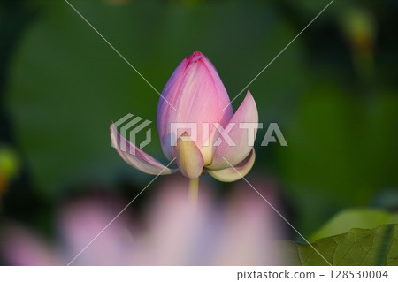 神秘的蓮花 128530004