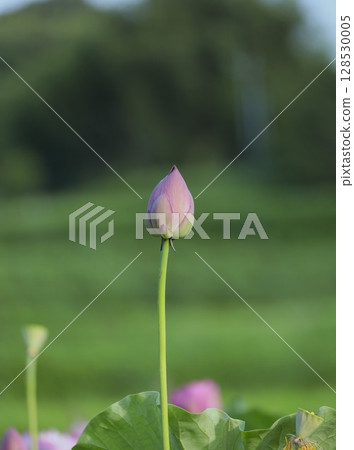 神秘的蓮花 128530005