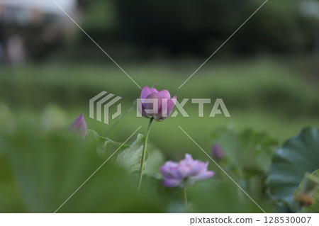 神秘的蓮花 128530007