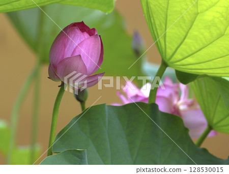 神秘的蓮花 神秘的蓮花 128530015