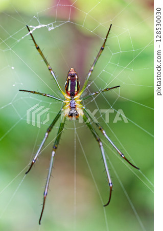 牡蠣甲蟲 128530030