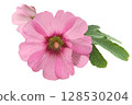 Hollyhocks Flowers PNG Transparent Background 128530204