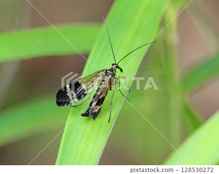 大和蠍虻（Mecium 蛾科）的雄性大和蠍虻正在一片葉子上休息 128530272