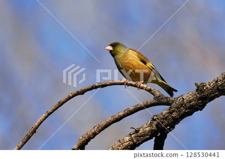 Kawarahiga Kawarahiga 128530441