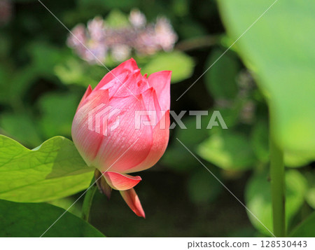 開蓮花 開蓮花 128530443