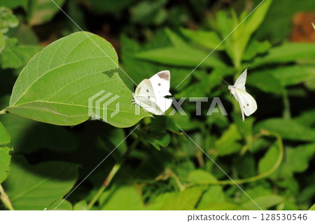 Cabbage white butterfly flying around the weeds Cabbage white butterfly flying around the weeds 128530546