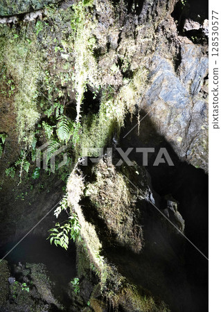 Iwami Ginzan Silver Mine - Illuminated plants inside the tunnels at the Ryugenjimabu entrance Iwami Ginzan Silver Mine - Illuminated plants inside the tunnels at the Ryugenjimabu entrance 128530577