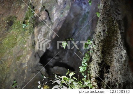 Iwami Ginzan Silver Mine - Illuminated plants inside the tunnels at the Ryugenjimabu entrance 128530583