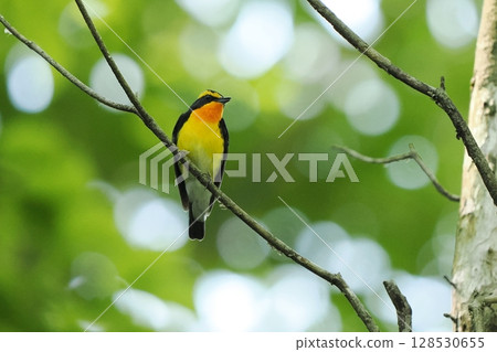 Narcissus flycatcher (male) 128530655