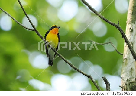 Narcissus flycatcher (male) 128530656