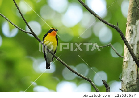 Narcissus flycatcher (male) 128530657