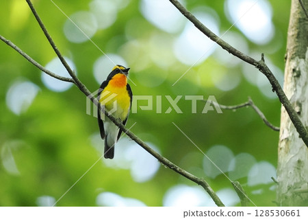 黃喉霸鶲(雄性) 黃喉霸鶲(雄性) 128530661