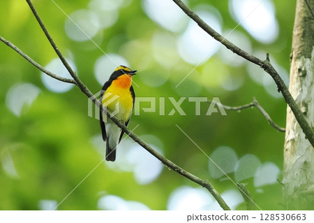 Narcissus flycatcher (male) 128530663