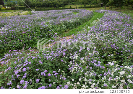 Nakanojo Gardens Ageratum flower field 128530725