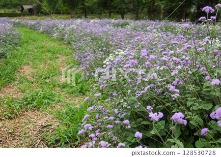 Nakanojo Gardens Ageratum flower field 128530728
