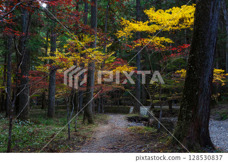 靜岡縣森町的秋天，遠富國一宮市小國神社，神社內的紅葉 128530837