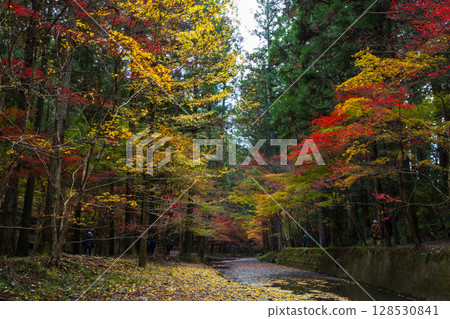 Autumn in Morimachi, Shizuoka Prefecture, Oguni Shrine, Ichinomiya, Totomi Province, Autumn leaves in the grounds 128530841