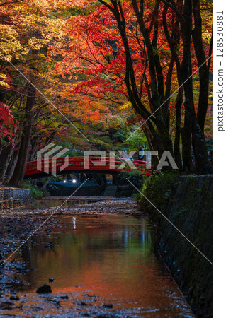 靜岡縣森町的秋天，遠富國一宮市小國神社，神社內的紅葉 128530881