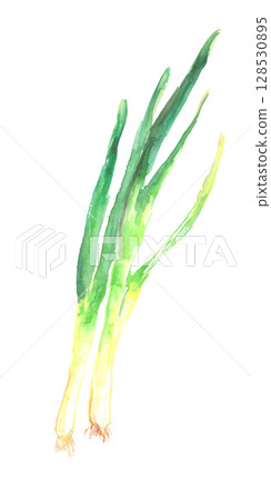 Watercolor illustration of Kujo leek - traditional Kyoto vegetable Watercolor illustration of Kujo leek - traditional Kyoto vegetable 128530895