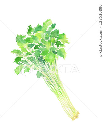 三葉草的水彩插圖 128530896