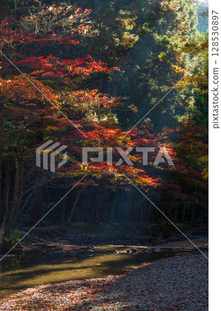 靜岡縣森町的秋天，遠富國一宮市小國神社，神社內的紅葉 128530897