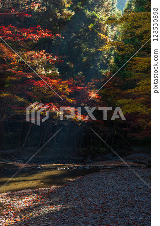 Autumn in Morimachi, Shizuoka Prefecture, Oguni Shrine, Ichinomiya, Totomi Province, Autumn leaves in the grounds 128530898