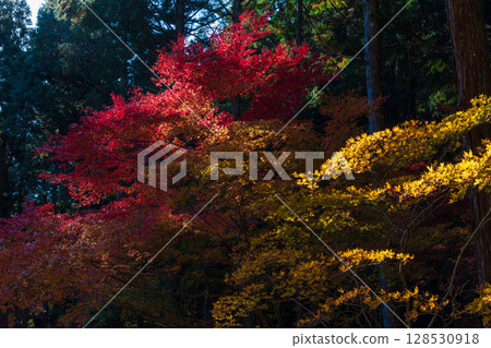 Autumn in Morimachi, Shizuoka Prefecture, Oguni Shrine, Ichinomiya, Totomi Province, Autumn leaves in the grounds 128530918