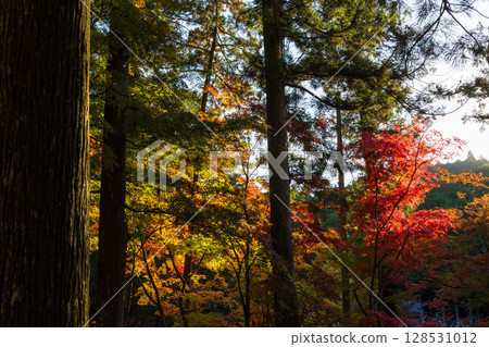 Autumn in Morimachi, Shizuoka Prefecture, Oguni Shrine, Ichinomiya, Totomi Province, Autumn leaves in the grounds Autumn in Morimachi, Shizuoka Prefecture, Oguni Shrine, Ichinomiya, Totomi Province, Autumn leaves in the grounds 128531012