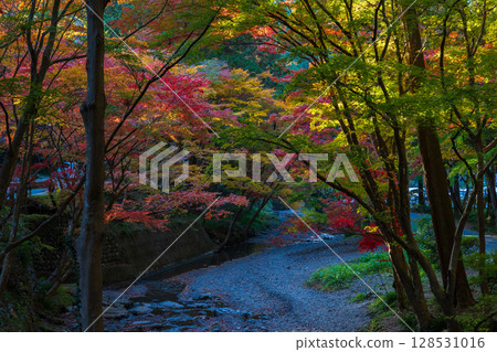 靜岡縣森町的秋天，遠富國一宮市小國神社，神社內的紅葉 128531016