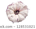 Datura metel Flower PNG Transparent Background. 128531021